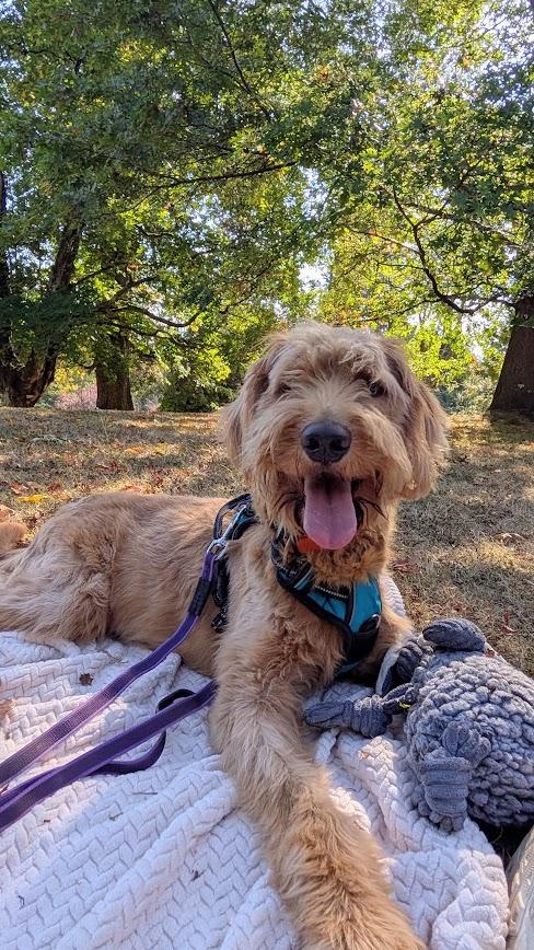 Enlarge Huckleberry, a Adoptable Goldendoodle in Coquitlam, BC image 6/6