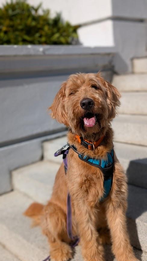 Huckleberry, Adoptable, Adult Male Goldendoodle.