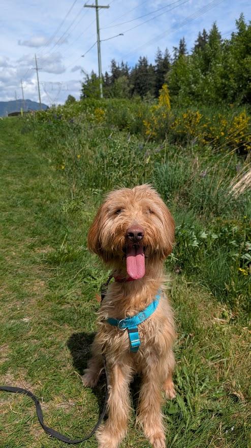 Huckleberry, a Adoptable Goldendoodle in Coquitlam, BC image 2/2