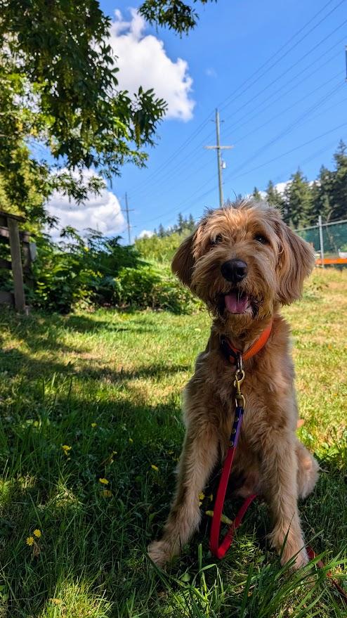 Huckleberry, a Adoptable Goldendoodle in Coquitlam, BC image 3/4