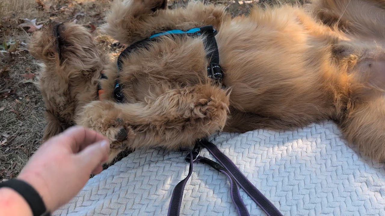 Enlarge Huckleberry, a Adoptable Goldendoodle in Coquitlam, BC video 5/6