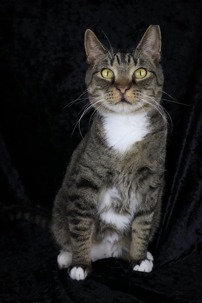 Enlarge Michael Scott, a Adoptable Domestic Short Hair in Lewisburg, TN image 1/6