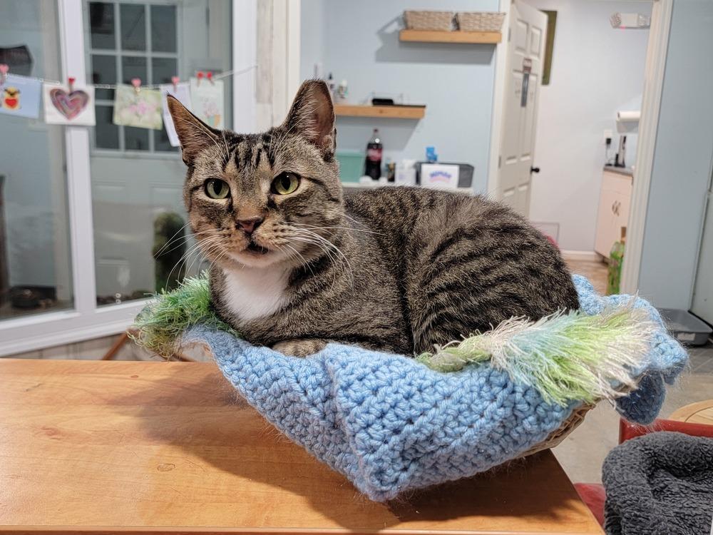 Enlarge Michael Scott, a Adoptable Domestic Short Hair in Lewisburg, TN image 2/6