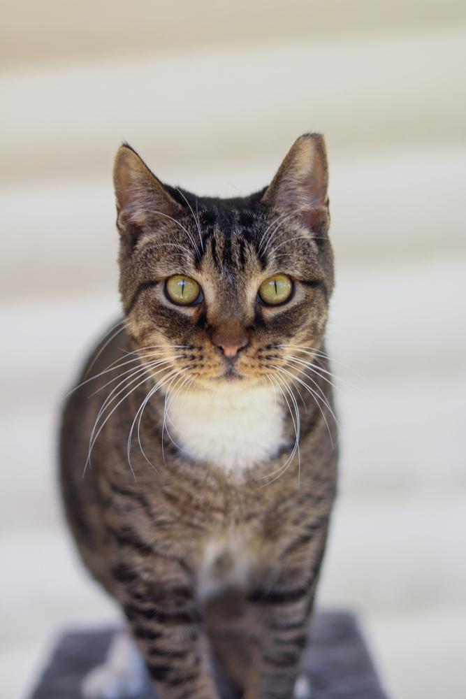 Enlarge Michael Scott, a Adoptable Domestic Short Hair in Lewisburg, TN image 3/6