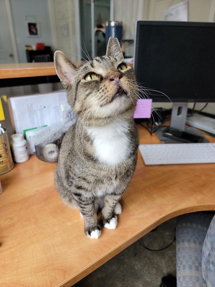 Enlarge Michael Scott, a Adoptable Domestic Short Hair in Lewisburg, TN image 4/6