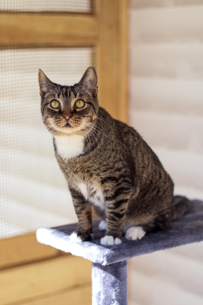 Enlarge Michael Scott, a Adoptable Domestic Short Hair in Lewisburg, TN image 5/6