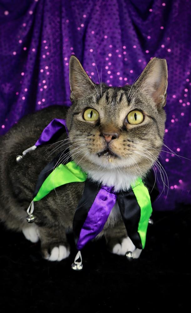 Enlarge Michael Scott, a Adoptable Domestic Short Hair in Lewisburg, TN image 6/6