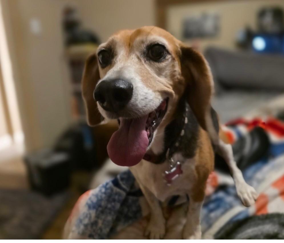 Enlarge Josie, a Adoptable Beagle in Weatherford, TX image 5/5