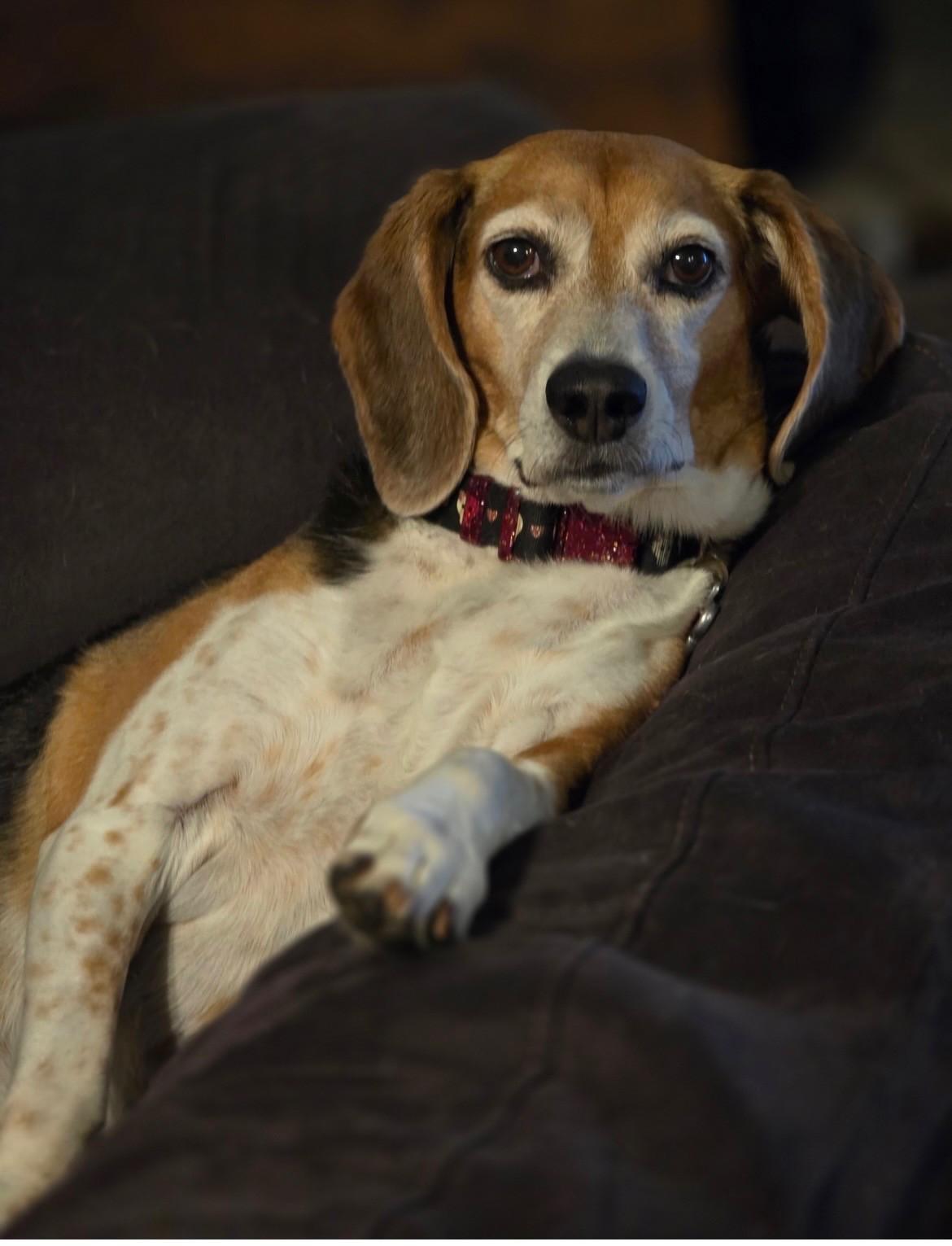 Josie, Adoptable, Adult Female Beagle.