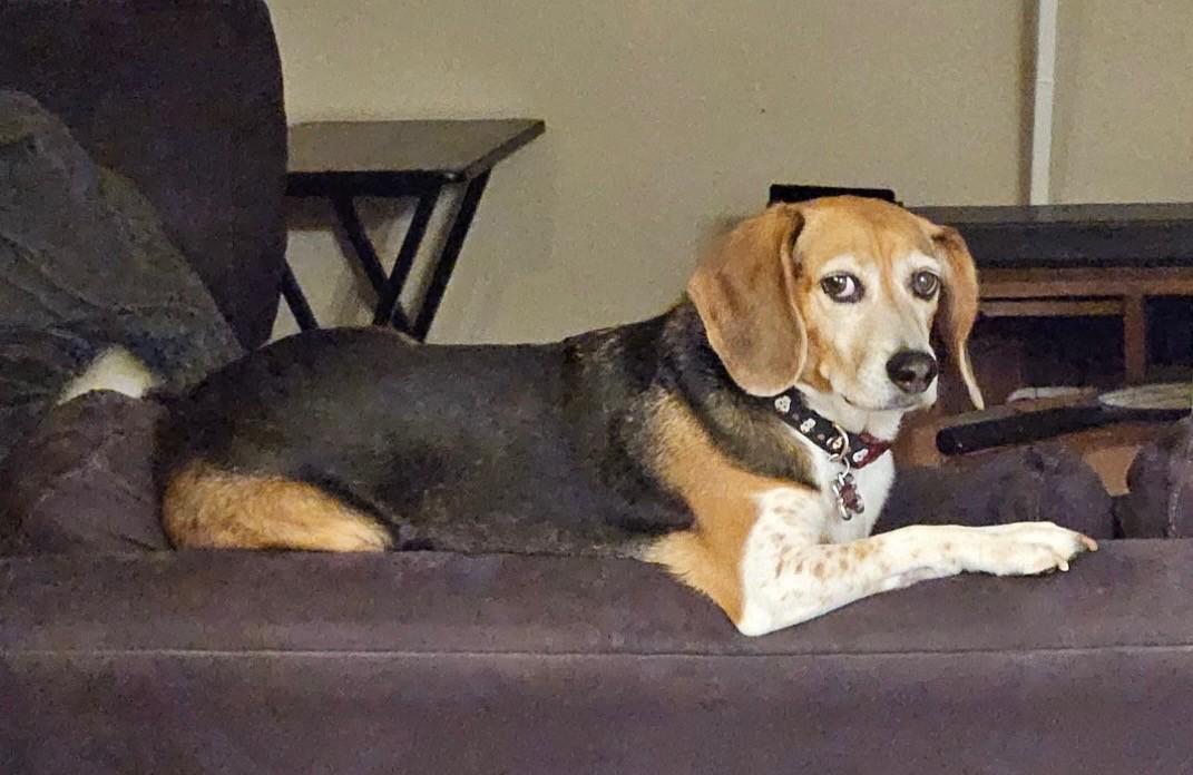 Enlarge Josie, a Adoptable Beagle in Weatherford, TX image 2/5