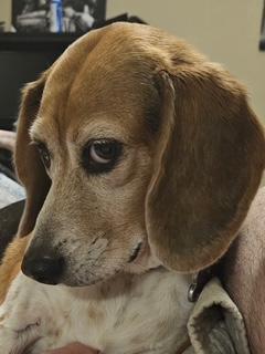 Enlarge Josie, a Adoptable Beagle in Weatherford, TX image 4/5