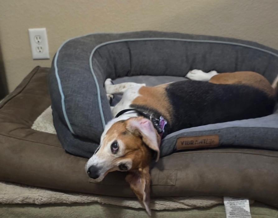 Enlarge Josie, a Adoptable Beagle in Weatherford, TX image 3/5