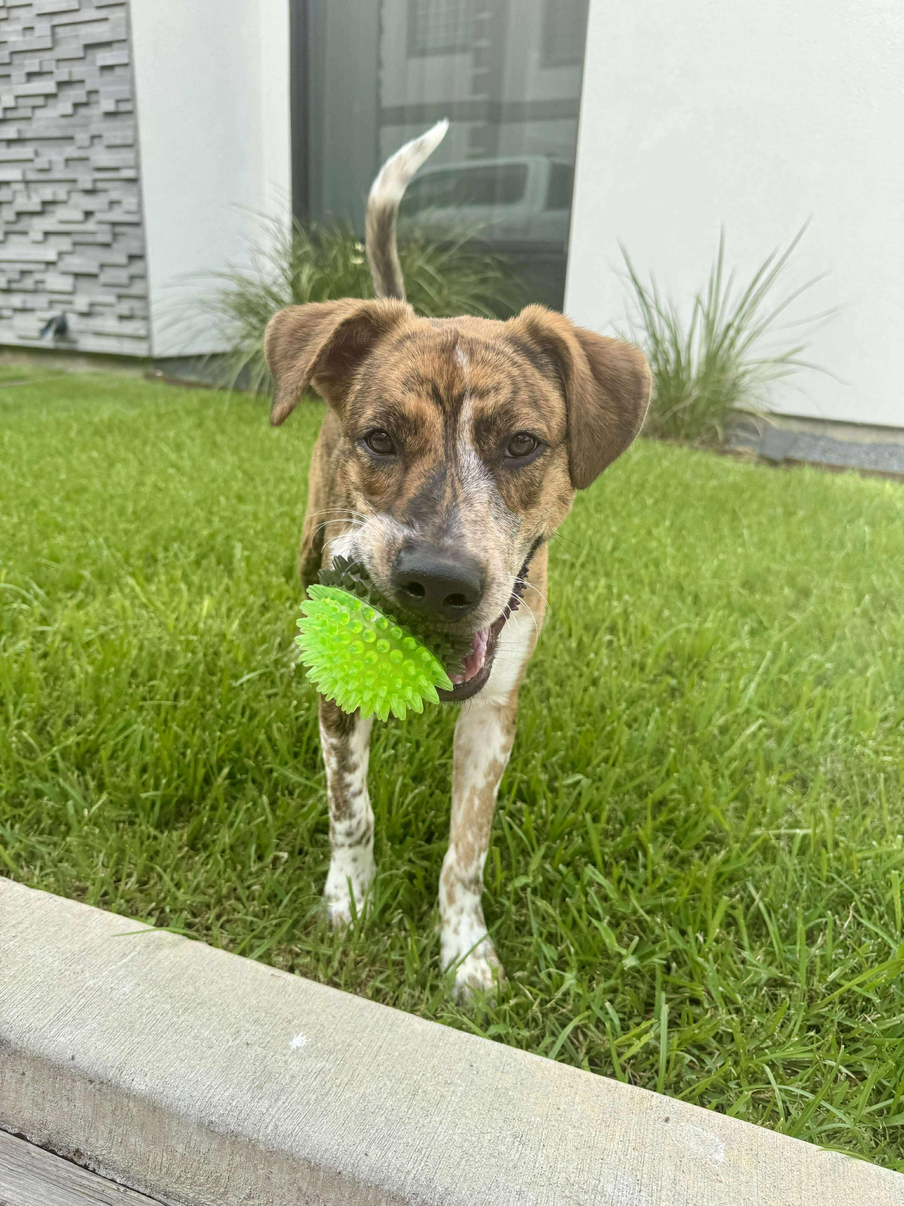Wayne, an adoptable Mountain Cur, German Shorthaired Pointer in Bozeman, MT, 59715 | Photo Image 2