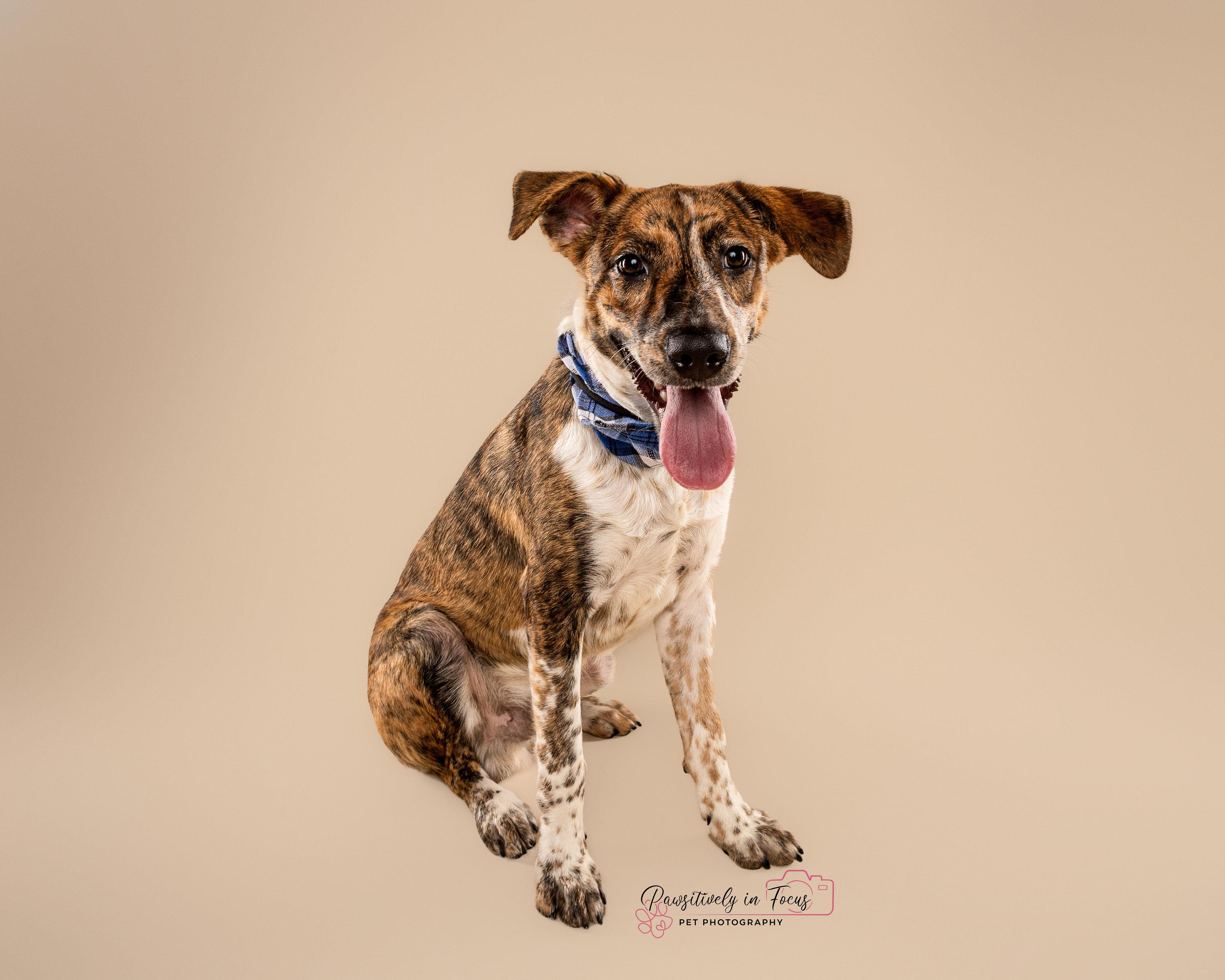 Wayne, an adoptable Mountain Cur, German Shorthaired Pointer in Bozeman, MT, 59715 | Photo Image 1