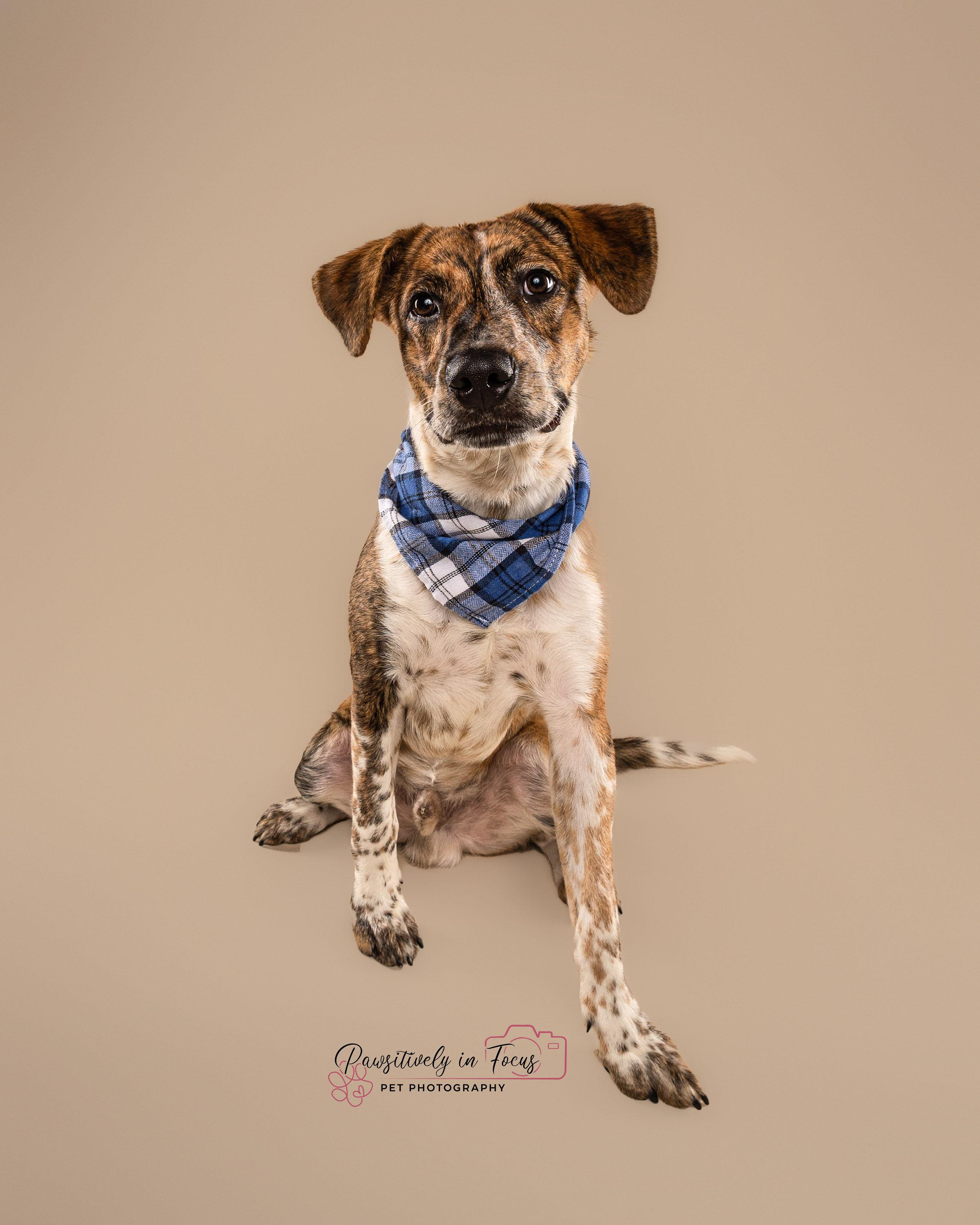 Wayne, an adoptable Mountain Cur, German Shorthaired Pointer in Bozeman, MT, 59715 | Photo Image 3