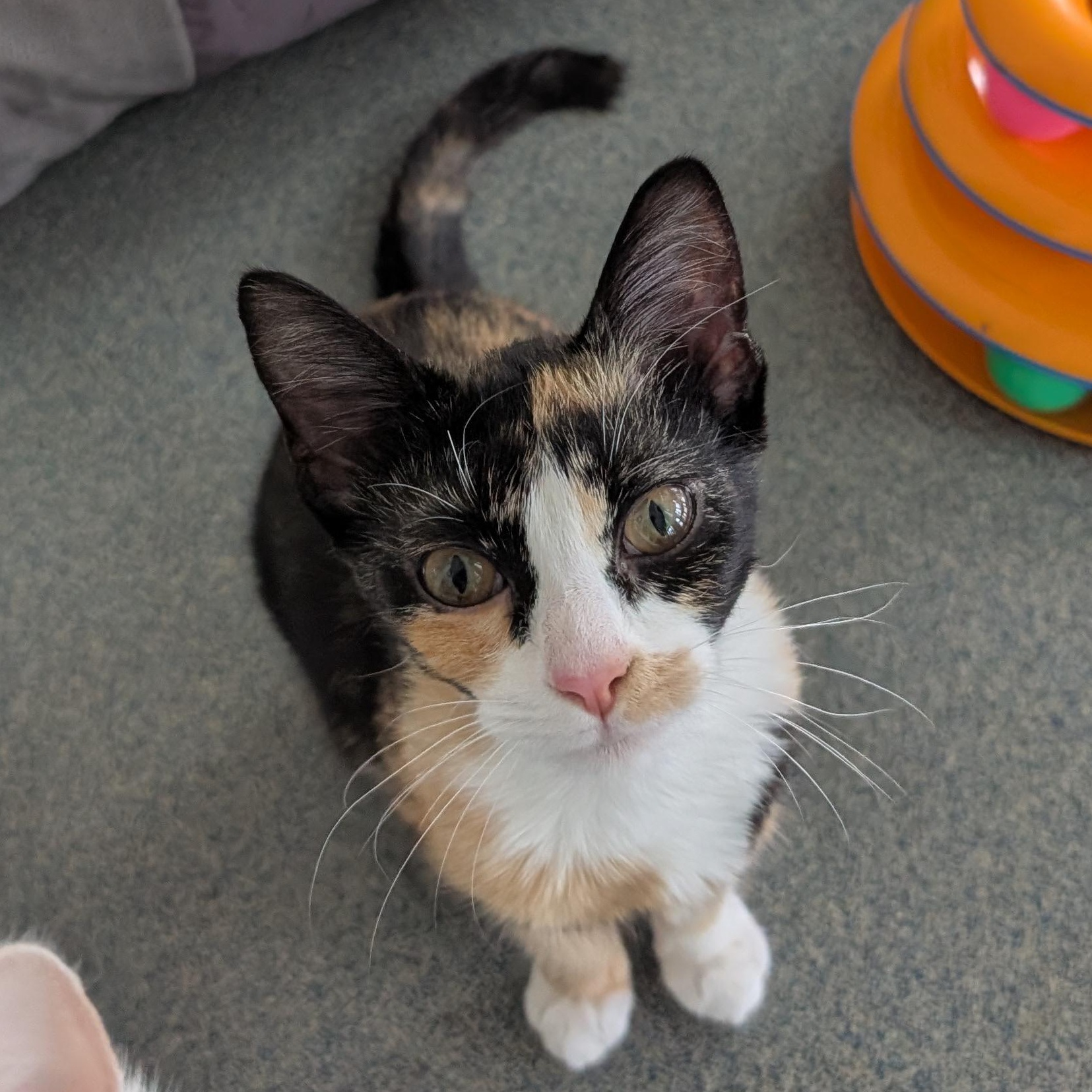 Blossom, ADOPTABLE, Young Female Domestic Short Hair.