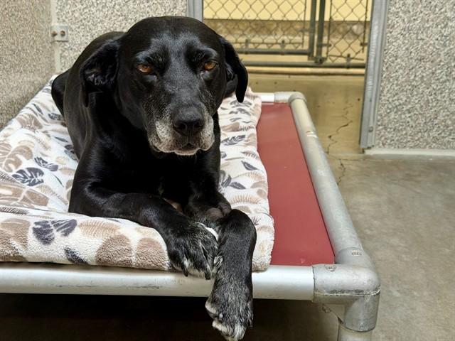 MILLIE, Adoptable, Adult Female Labrador Retriever & Mixed Breed.