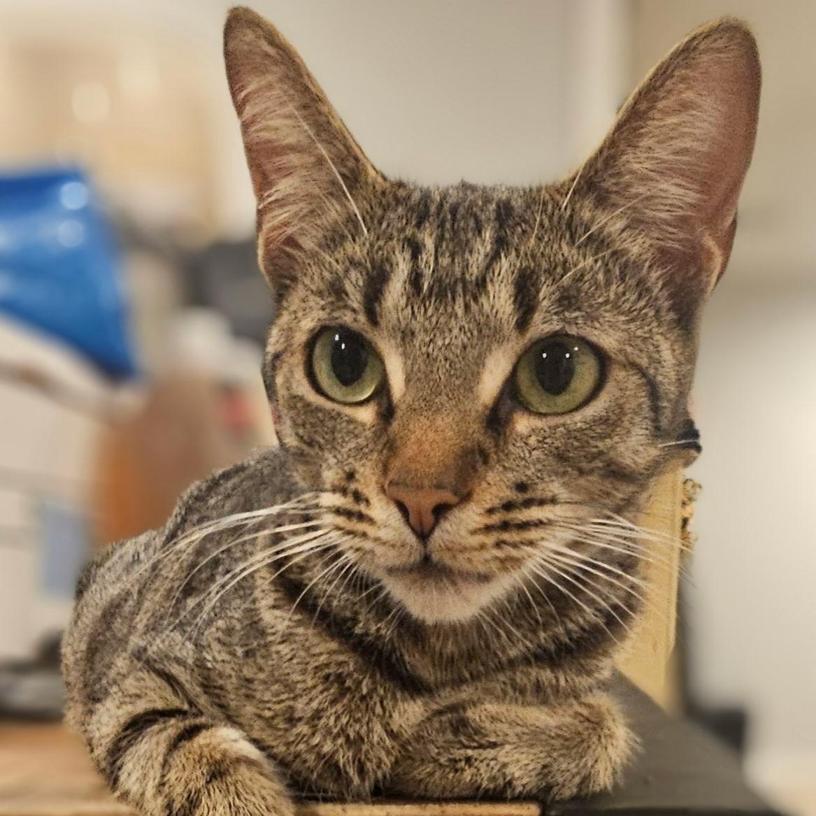 Eden - Confident, but seeking a Hooman, adopted, Adult Female Tabby.