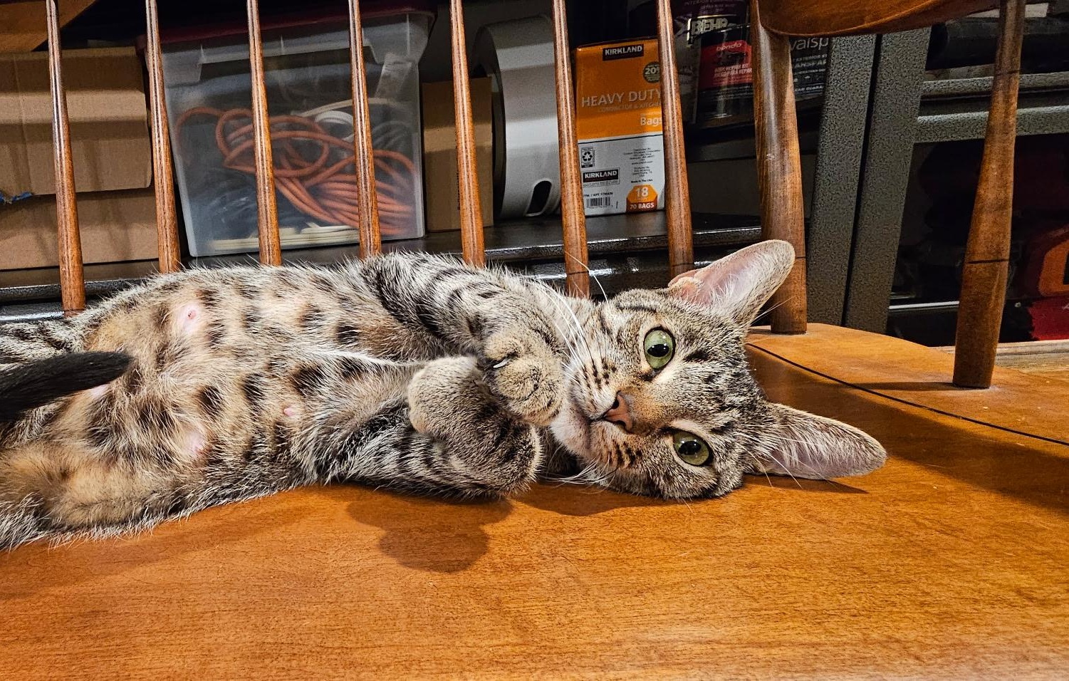 Eden - Confident, but seeking a Hooman, an adopted Tabby in Fountain Valley, CA image 2/3