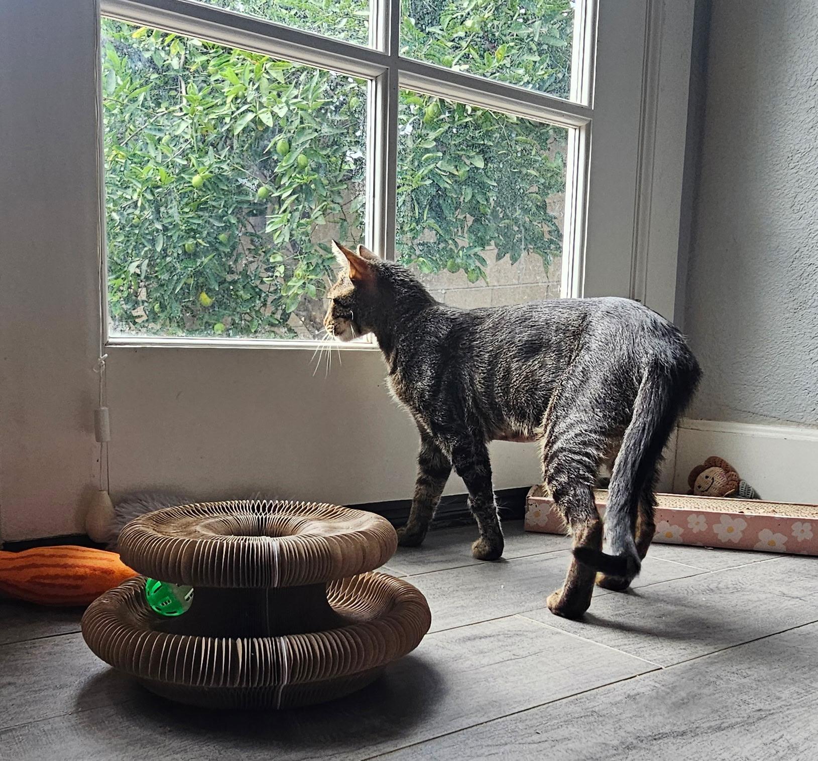 Eden - Confident, but seeking a Hooman, an adopted Tabby in Fountain Valley, CA image 3/3