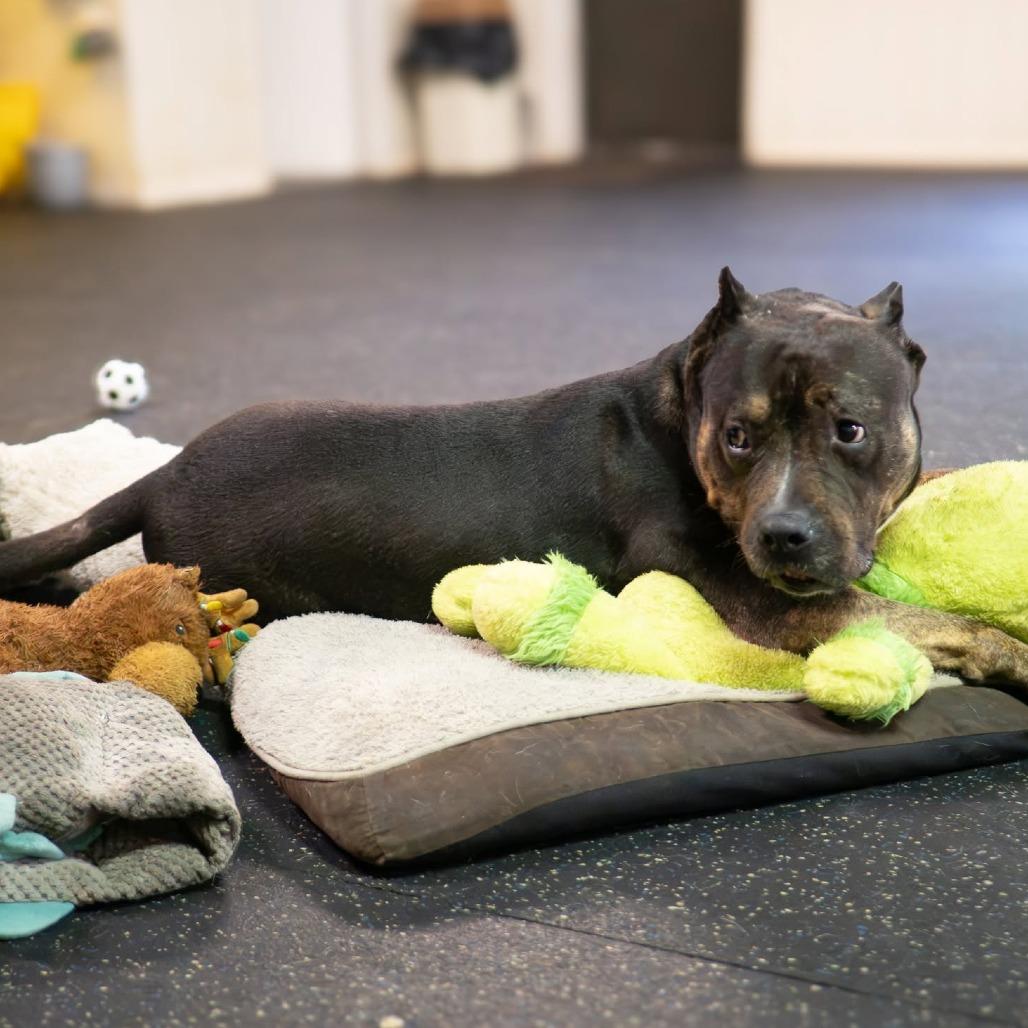 Enlarge Adelaide, a Adoptable Terrier in Irwin, PA image 1/5