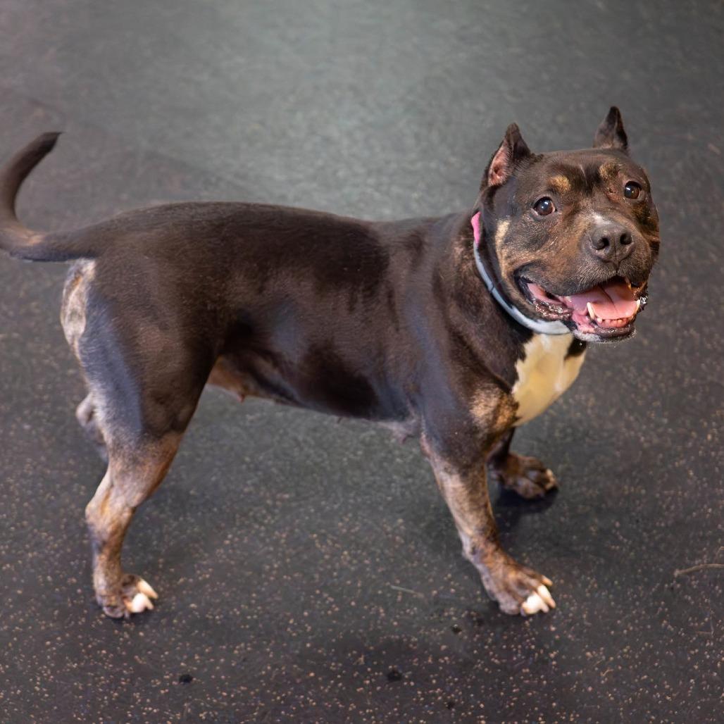 Enlarge Adelaide, a Adoptable Terrier in Irwin, PA image 3/6