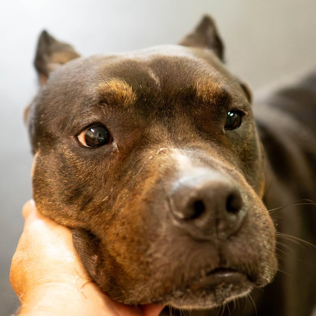 Enlarge Adelaide, a Adoptable Terrier in Irwin, PA image 3/5