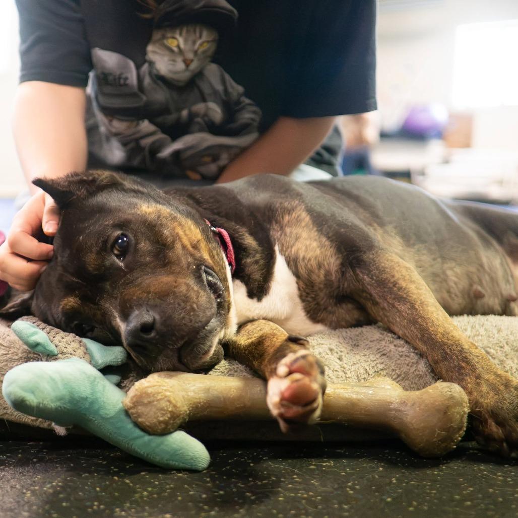 Enlarge Adelaide, a Adoptable Terrier in Irwin, PA image 4/5