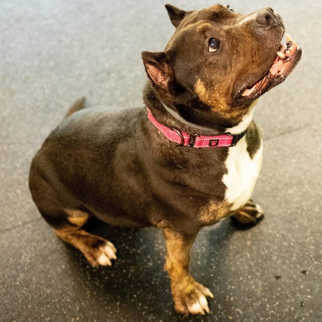 Enlarge Adelaide, a Adoptable Terrier in Irwin, PA image 5/5