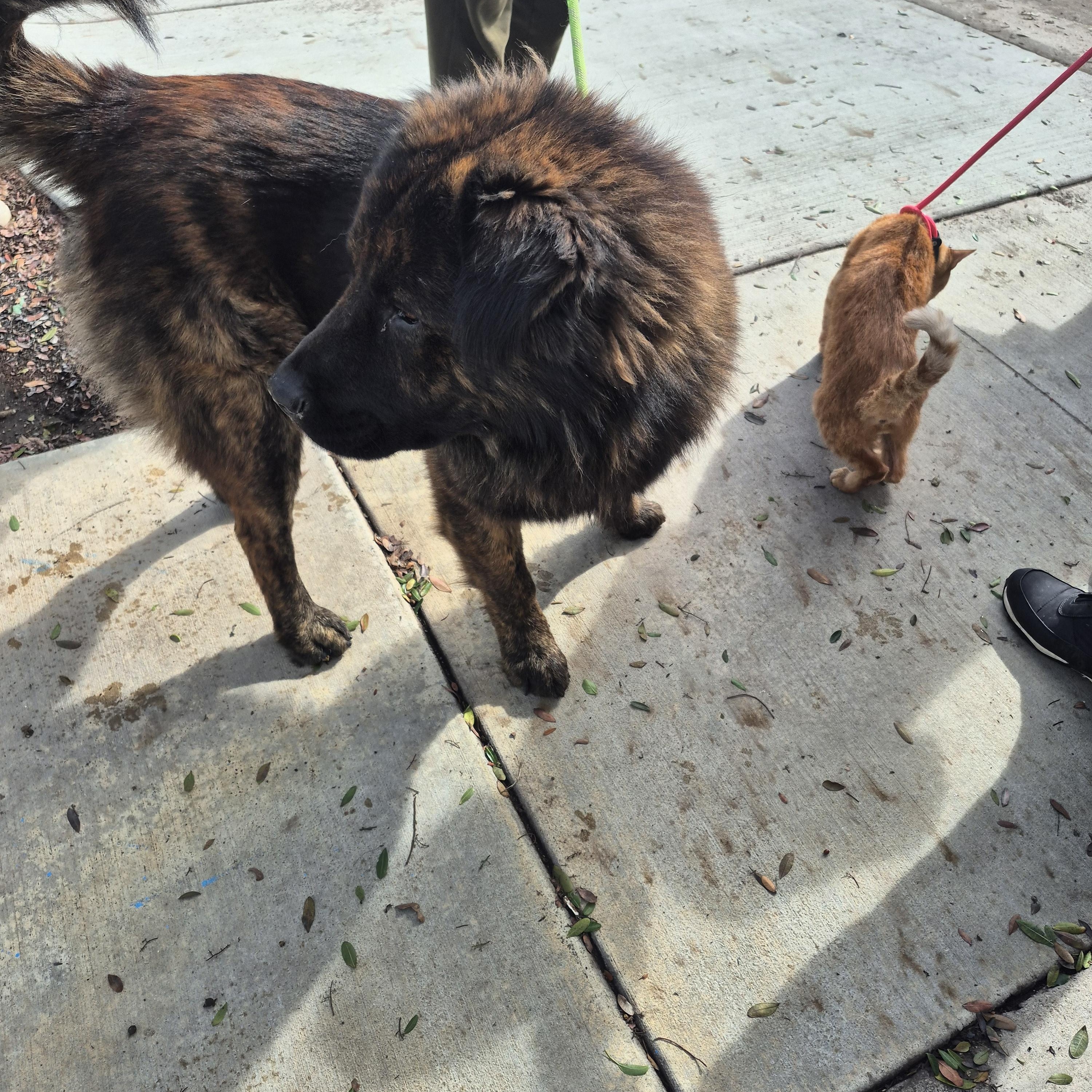 Hershey Kiss loves all!!, adopted, Young Male Chow Chow.