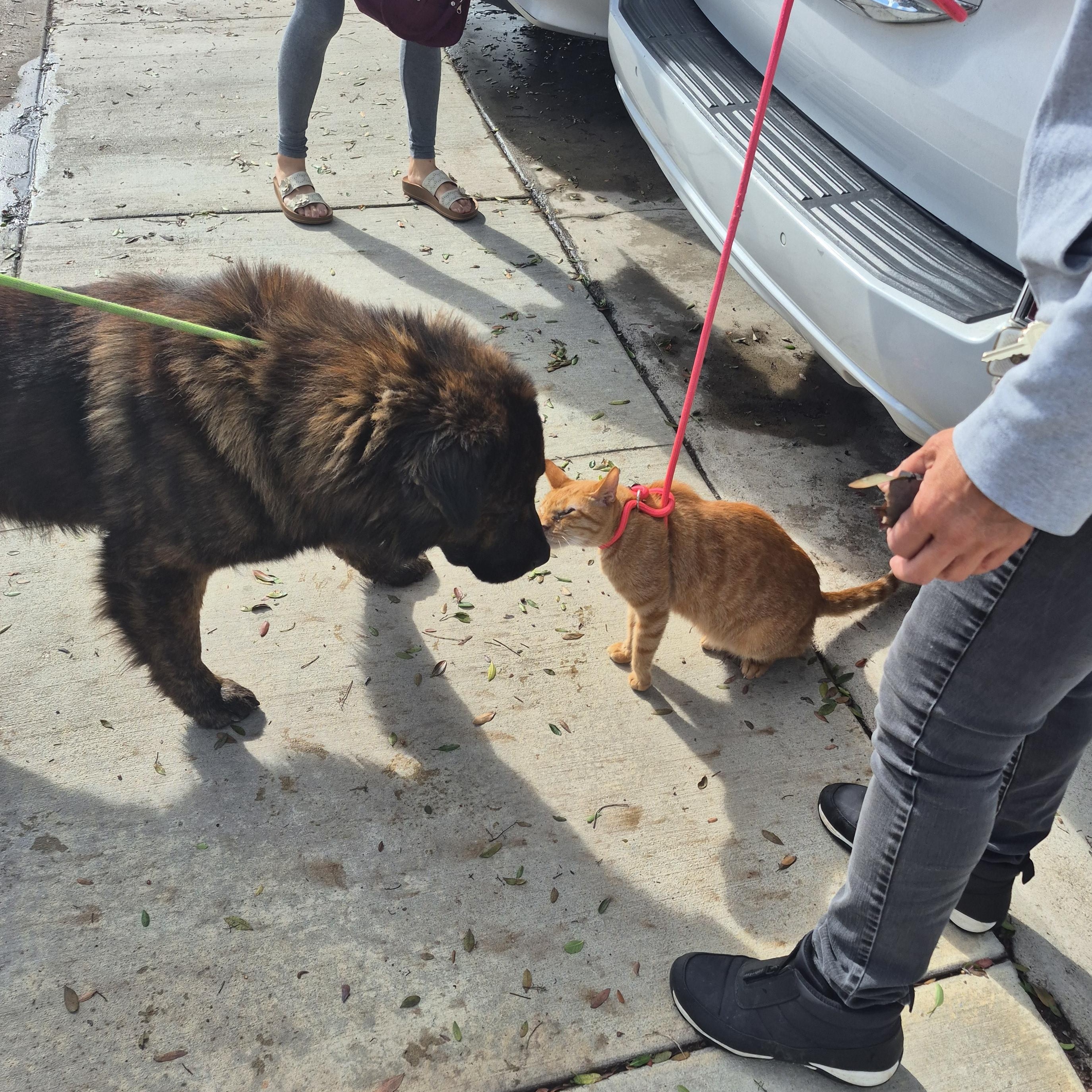 Hershey Kiss loves all!!, an adopted Chow Chow in Manhattan Beach, CA image 2/3
