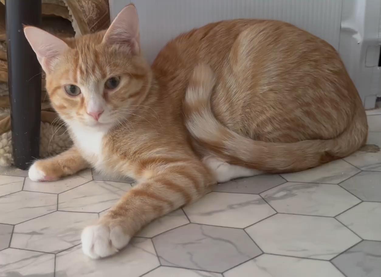 Nugget, a ADOPTABLE Tabby in Frederick, MD image 3/5