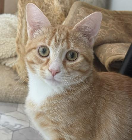 Nugget, ADOPTABLE, Kitten Male Tabby.