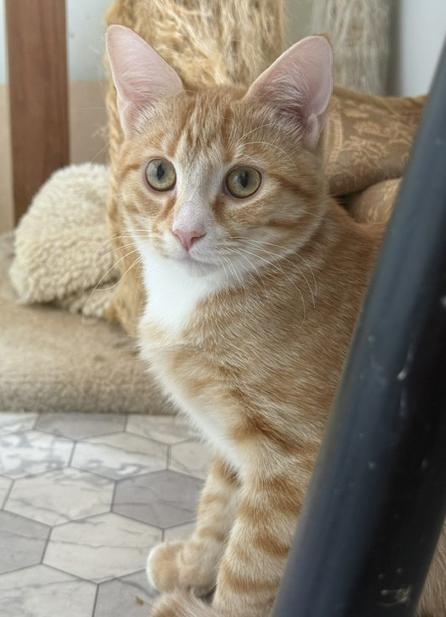 Nugget, a ADOPTABLE Tabby in Frederick, MD image 2/5