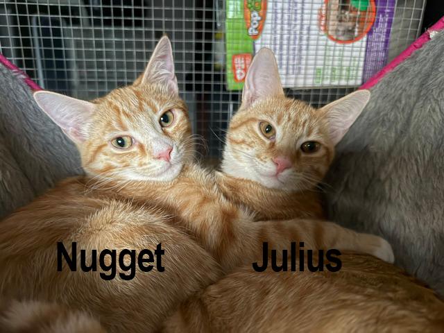 Nugget, a ADOPTABLE Tabby in Frederick, MD image 4/5
