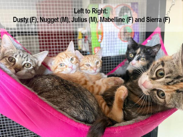 Nugget, a ADOPTABLE Tabby in Frederick, MD image 5/5