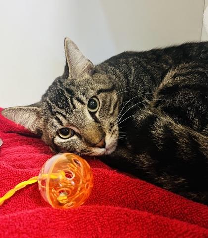 November (Pounce Cat Cafe), Adoptable, Adult Male Domestic Short Hair & Domestic Short Hair.