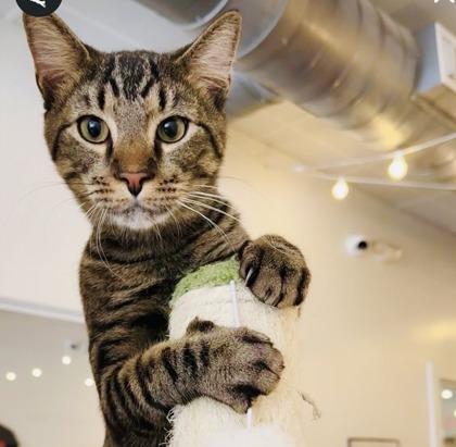 Enlarge November (Pounce Cat Cafe), a Adoptable mixed breed in Savannah, GA image 1/3