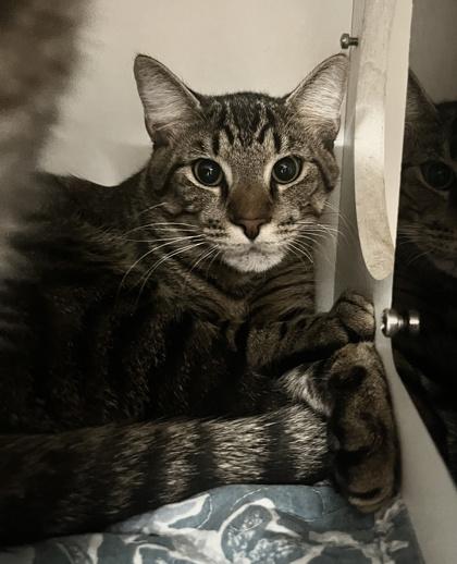 Enlarge November (Pounce Cat Cafe), a Adoptable mixed breed in Savannah, GA image 3/3