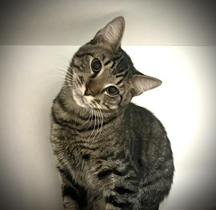 Enlarge November (Pounce Cat Cafe), a Adoptable mixed breed in Savannah, GA image 3/3