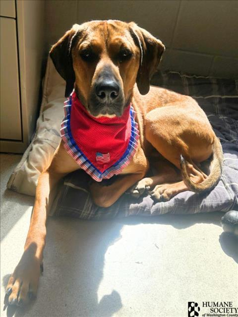 Enlarge COPPER, a Adoptable mixed breed in Hagerstown, MD image 1/1
