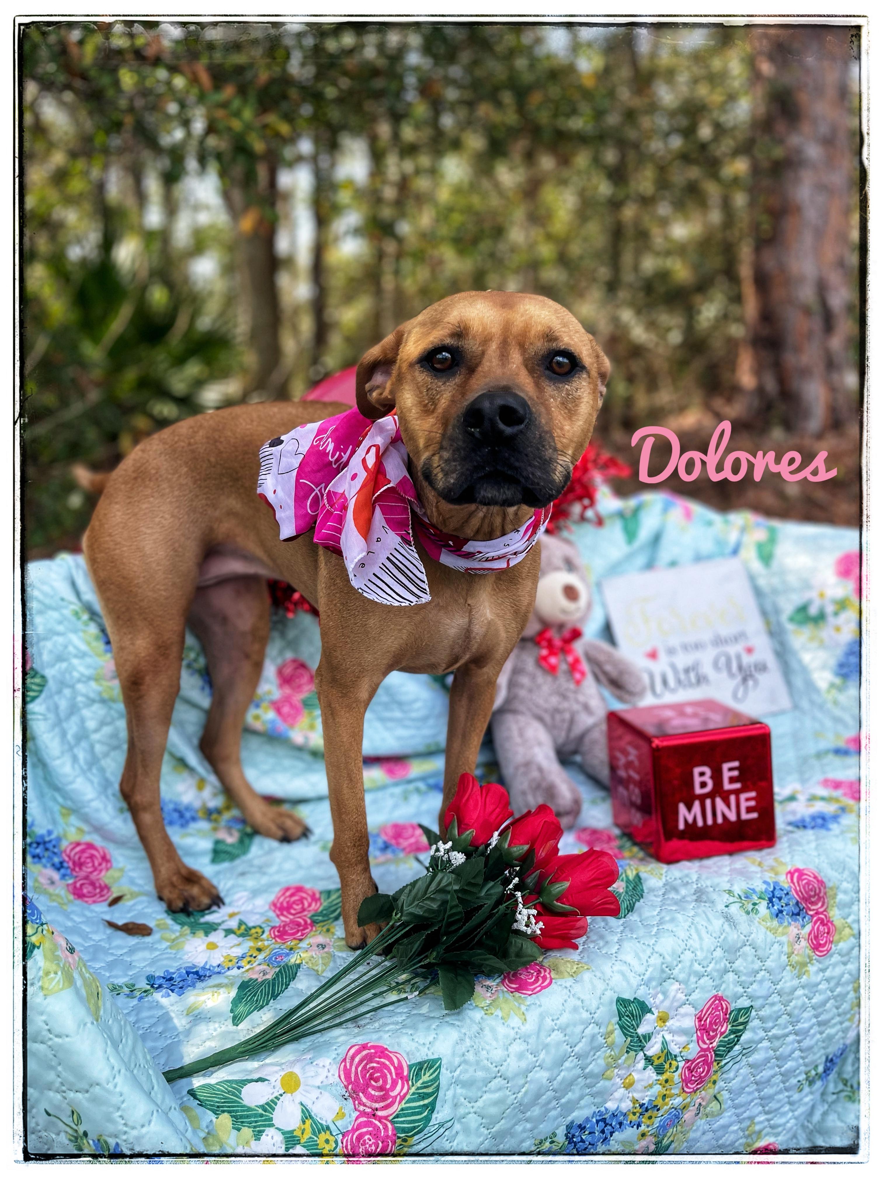 Dolores, Adult Female Black Mouth Cur