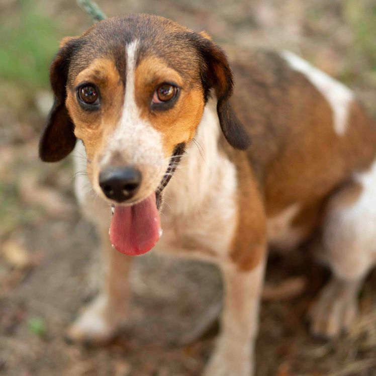 Sissy , Adopted, Young Female Beagle.