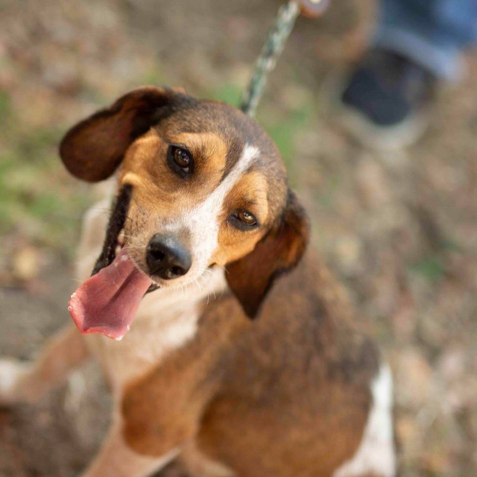Sissy , Adopted, Young Female Beagle.