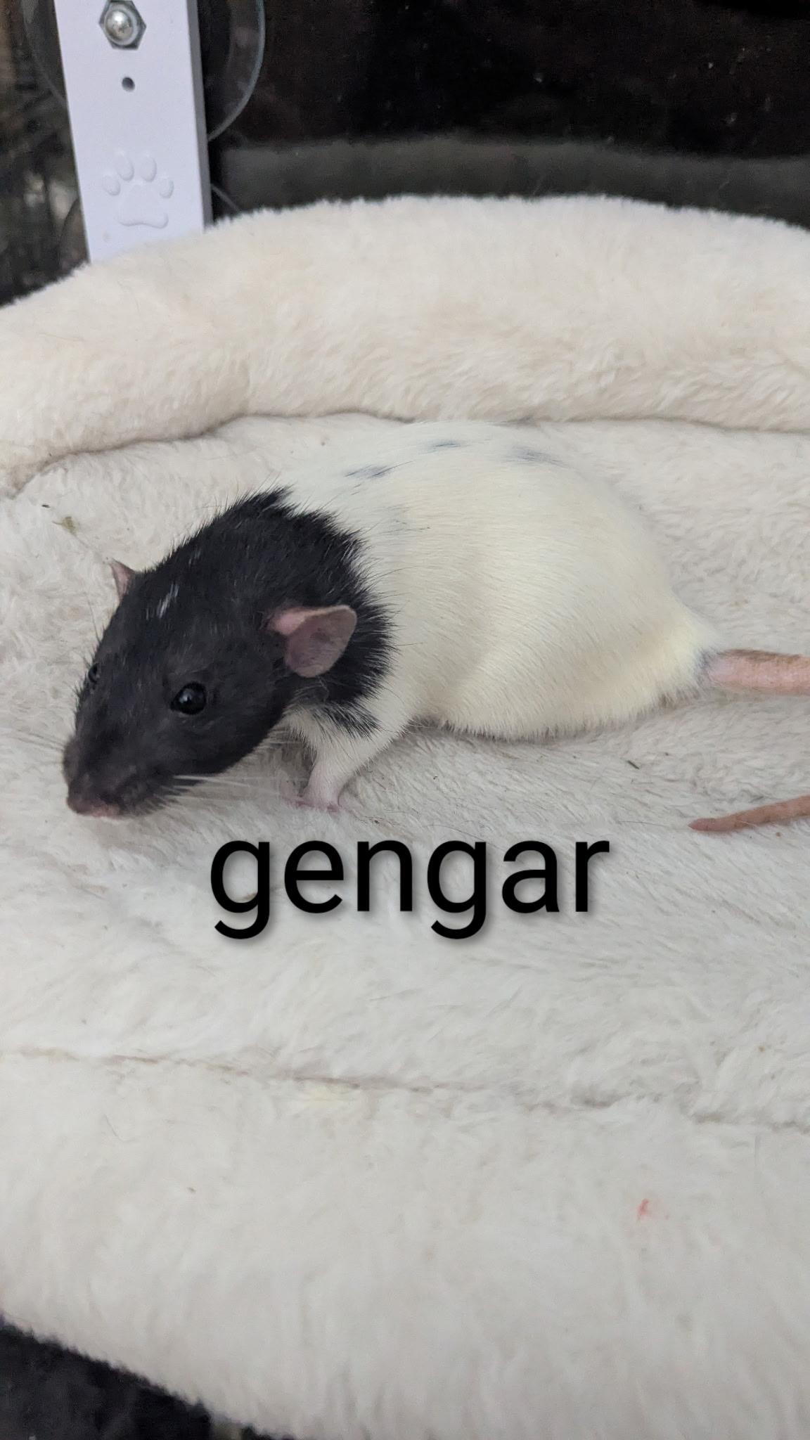 Neutered Male Rats, Adoptable, Adult Male Rat.