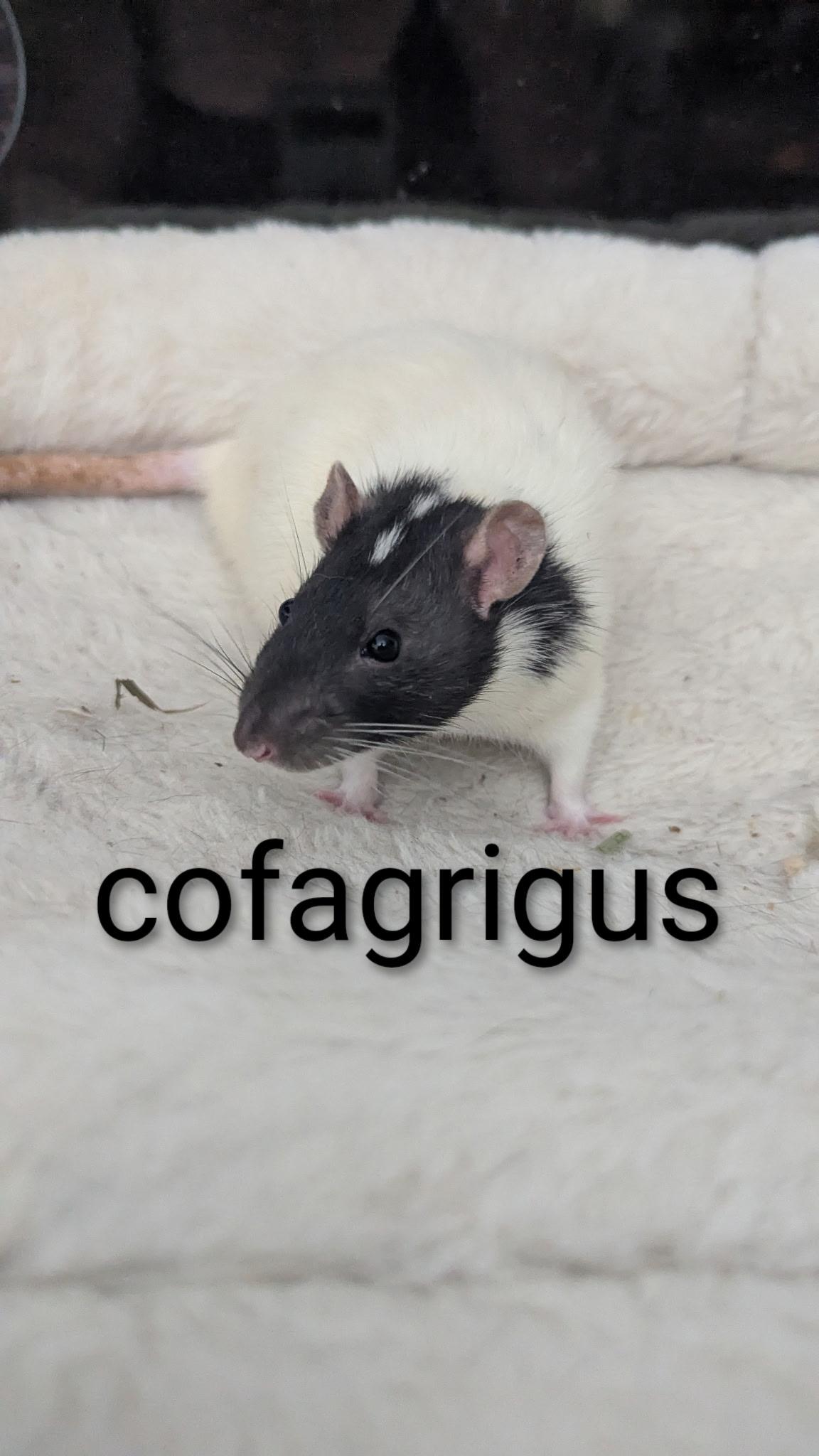 Enlarge Neutered Male Rats, a Adoptable Rat in Flanders, NJ image 3/5