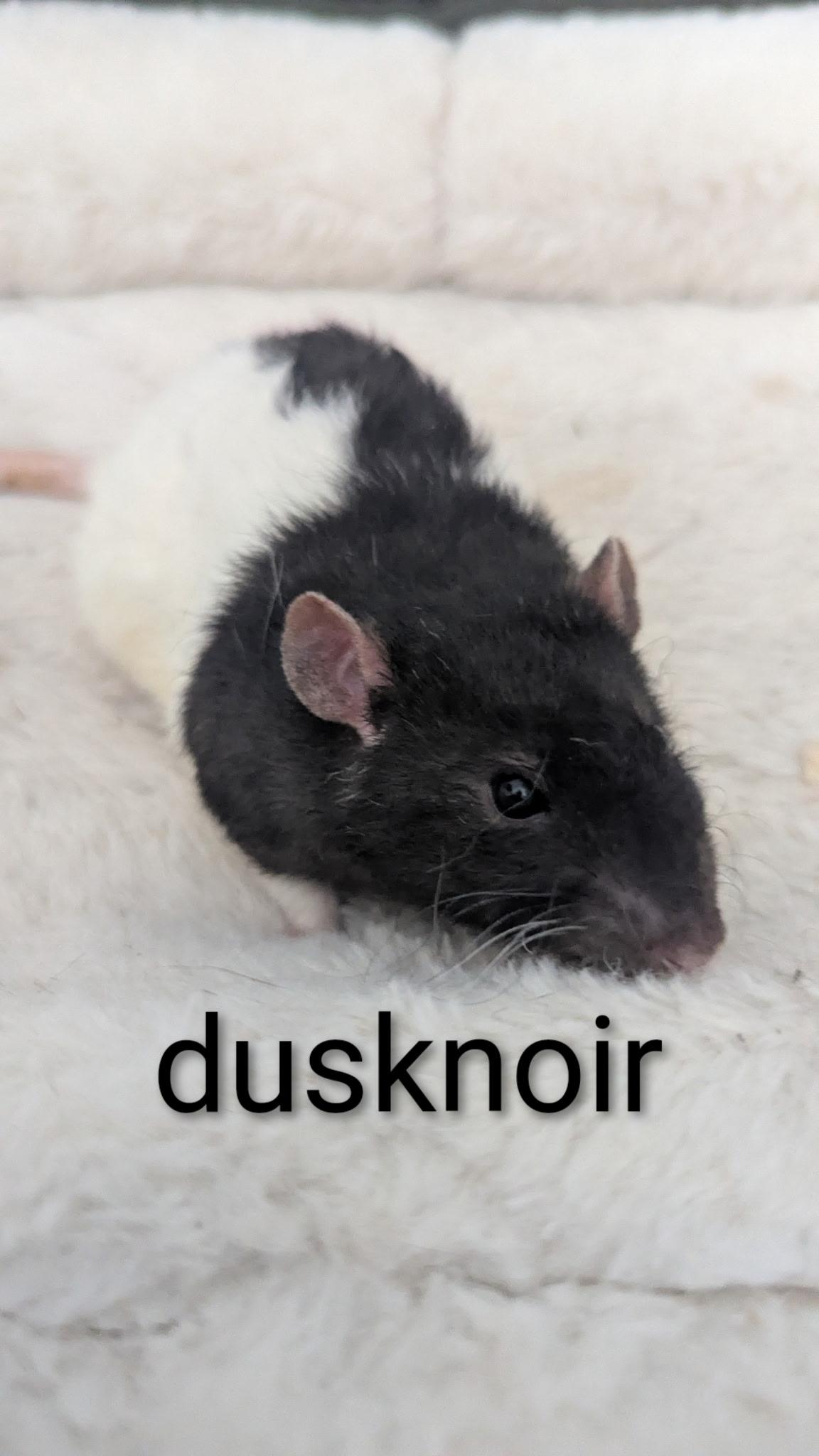 Enlarge Neutered Male Rats, a Adoptable Rat in Flanders, NJ image 4/5