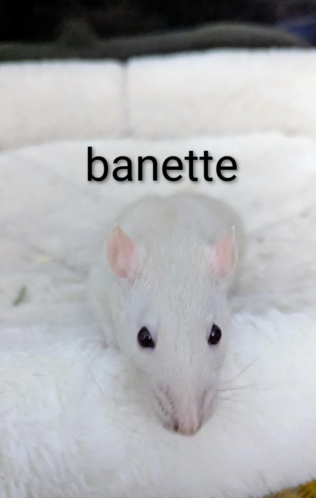 Enlarge Neutered Male Rats, a Adoptable Rat in Flanders, NJ image 5/5