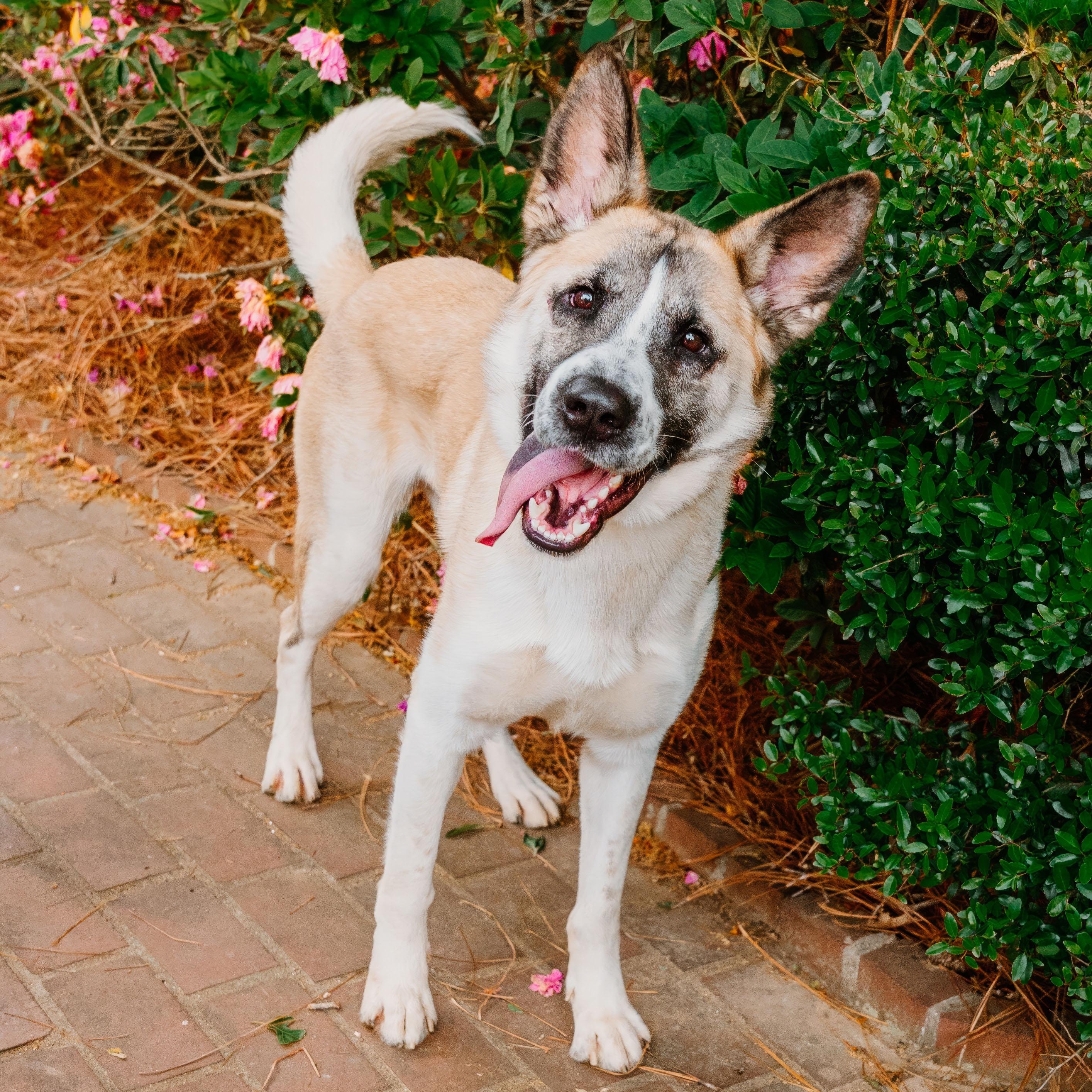 Enlarge Theo, an adopted mixed breed in Rock Hill, SC image 6/6