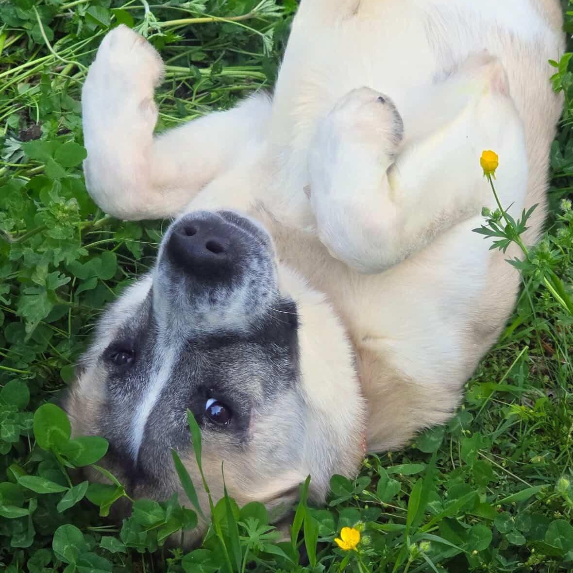 Enlarge Theo, an adopted mixed breed in Rock Hill, SC image 4/6